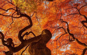 مزاج سوداوی