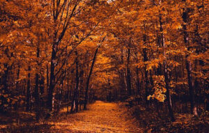 مزاج سوداوی